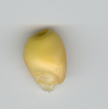 Wc1 White cap (light yellow) kernel